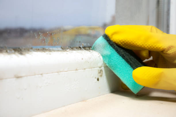 Best Mold Cleaning Services  in Manana, HI