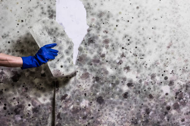 Best Mold Damage Repair  in Manana, HI