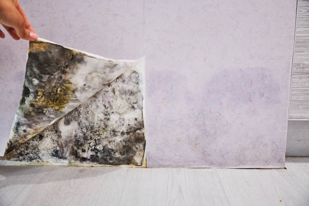 Best Mold Remediation  in Manana, HI